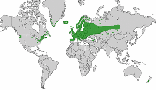 Agrostis canina L.